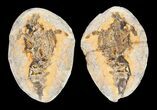 Triassic Fossil Shrimp From Madagascar #5164-2